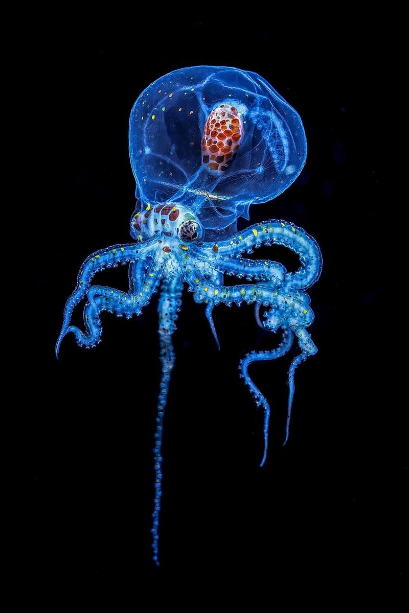 Kraken